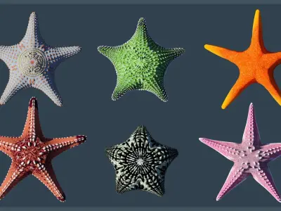 Starfish Variety Pack 3 Low-poly 3D model