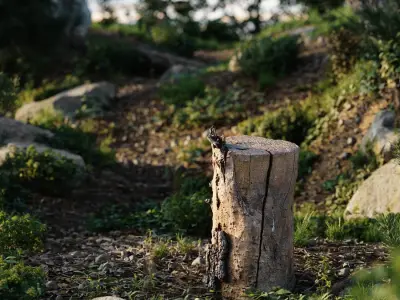  Medium Cut Bare Split Stump Model 