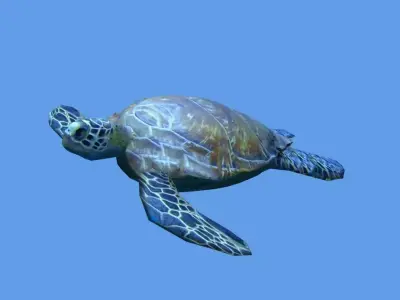 sea turtle lowpoly Low-poly 3D model