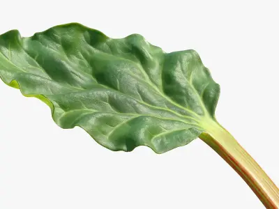 Rhubarb 3D model