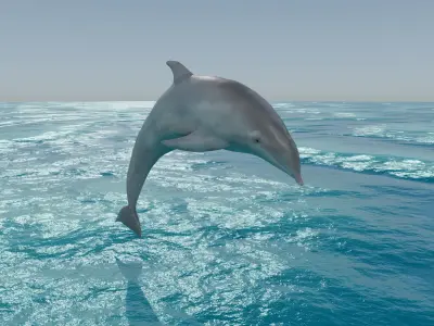 Dolphin Low-poly 3D model purchase