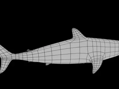 Mako Shark - Low Poly-Rigged 3D model Low-poly 3D model