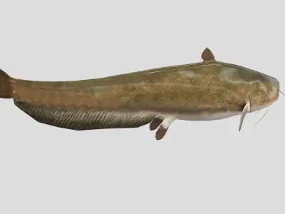 Catfish Realistic Animated Low-poly 3D model