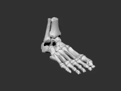 foot human anatomy bones 3D print model