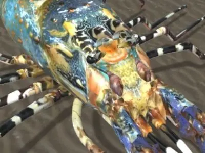 Lobster aragosta arcobaleno 3D model