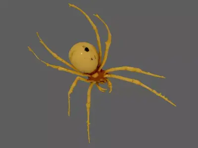 Spider 3D model 21