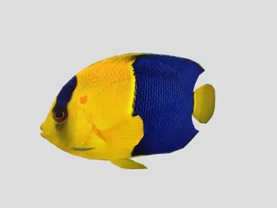 Bicolor Angelfish Realistic Animated Low-poly 3D model