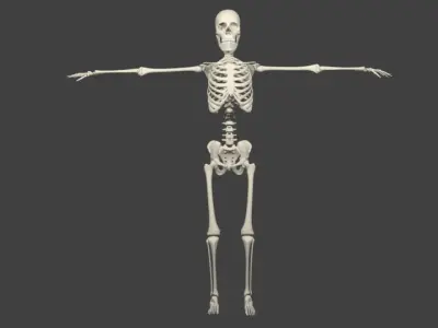 Skeleton With Rig 3D model
