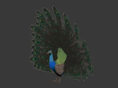 peacock Low-poly 3D model purchase