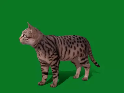 Silver Tabby Cat Free low-poly 3D model