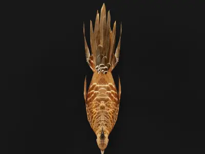 Nepal Kalij Pheasant Bird Low-poly 3D model