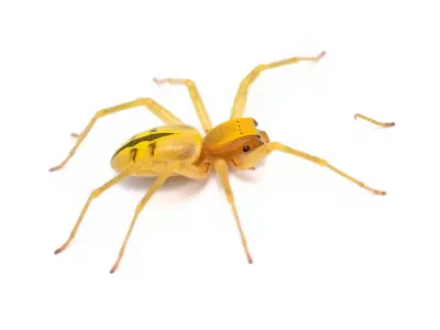 Golden Crab Spider model pack Low-poly 3D model
