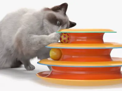 Ragdoll Cat Playing with Tower Track Toy Fur 3D model