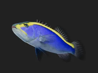 Bass fish Low-poly 3D model 7