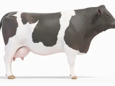  Cow Body Skeleton and Muscles Static 