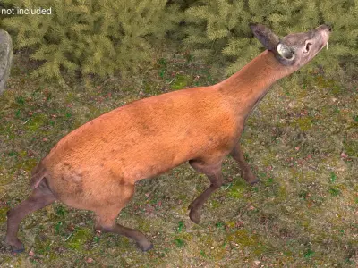 Siberian Musk Deer Rigged for Maya 3D model