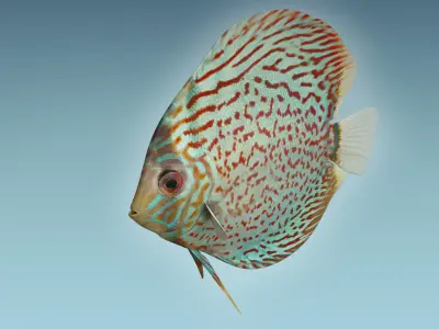 Discus Fish 4 3D model