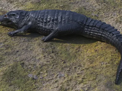 Crawling Black Caiman 3D model