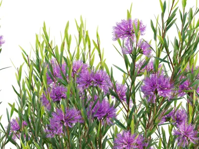 Collection 29 - Australian Plants 3D model