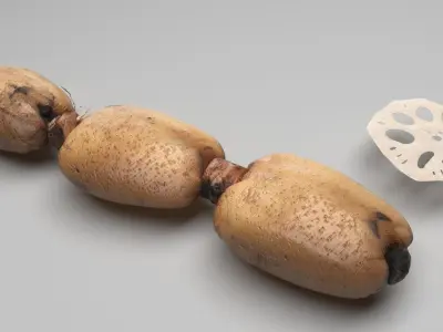 Lotus Root 3D model