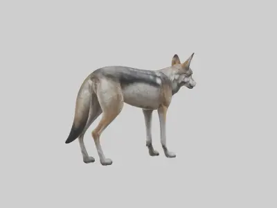 Mexican Wolf Low-poly 3D model