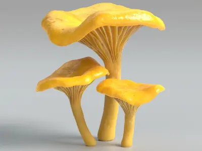  Chanterelle Mushrooms 