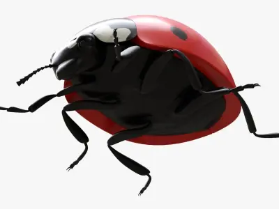 Ladybug 3D model shop