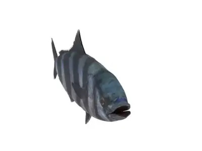Pilot fish 3D Model Free 3D model