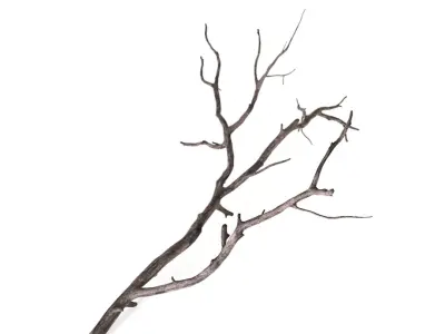 Branch 3D model