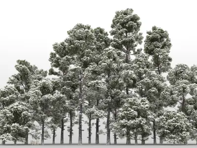  20 Pinus Nigra Trees with snow 