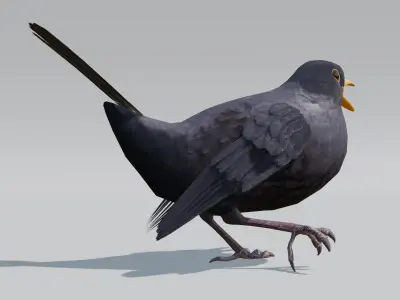 Common Blackbird Rigged 3D model