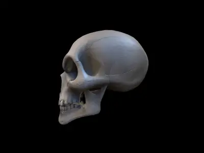 3d Model Skull Mask Human  Head 3D model