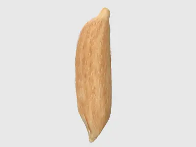 Rice grain dry and raw  Low-poly 3D model