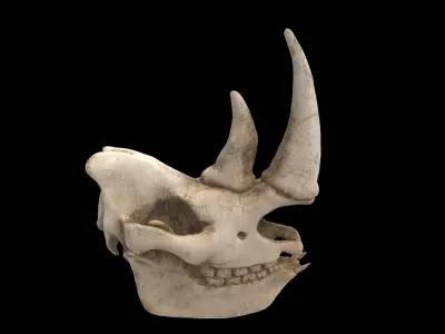 rhino skull 3D model