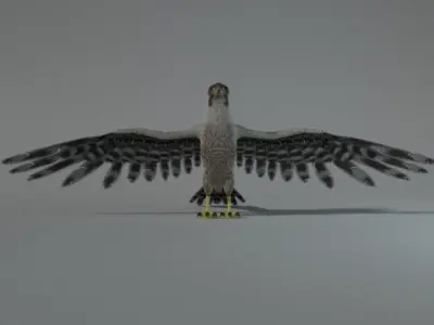Falcon with wings spread Low-poly 3D model