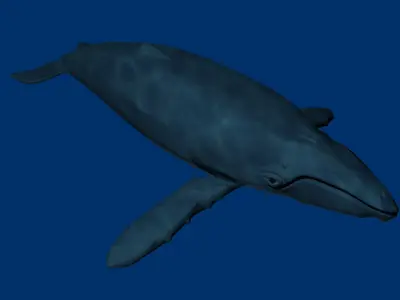 Humpback Whale 3D model order
