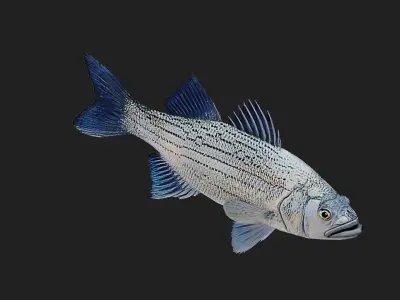Whitebass Low-poly 3D model purchase