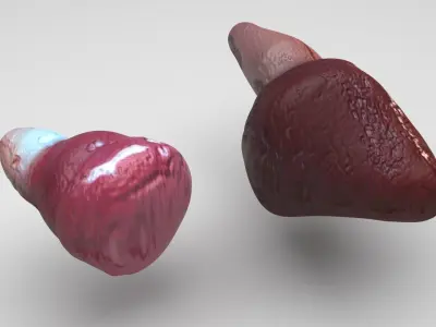Fish Heart 3D model