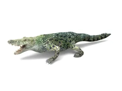 Rigged Crocodile 3d Model  Low-poly 3D model