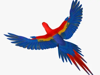 Ara Macao 'Scarlet Macaw Parrot' 3D model