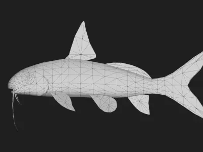 Catfish Low-poly 3D model 8