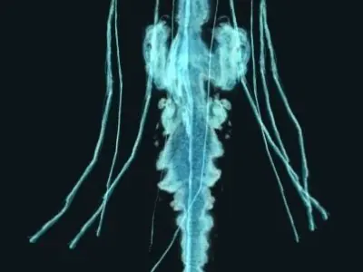 Animated Jellyfish Low-poly 3D model