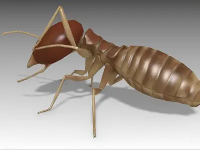 Termite Worker Low-poly 3D model