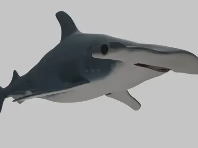 Hammer Head Shark - Game Ready - Rigged Low-poly 3D model