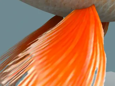 Gold fish 3D model buy