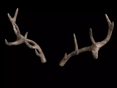 antlers horns 02 3D model