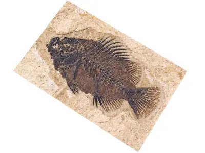 Fish Fossil 3D model