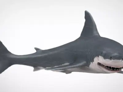 WHITE SHARK 3D model purchase
