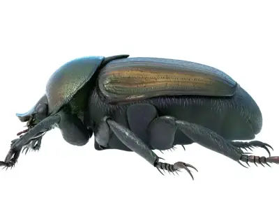 Japanese beetle Free 3D model