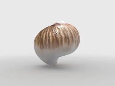 Sea snail Low-poly 3D model